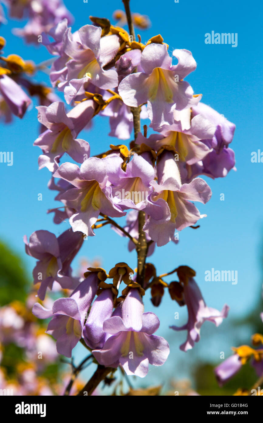 Fleurs de Paulownia Paulownia tomentosa,, Banque D'Images