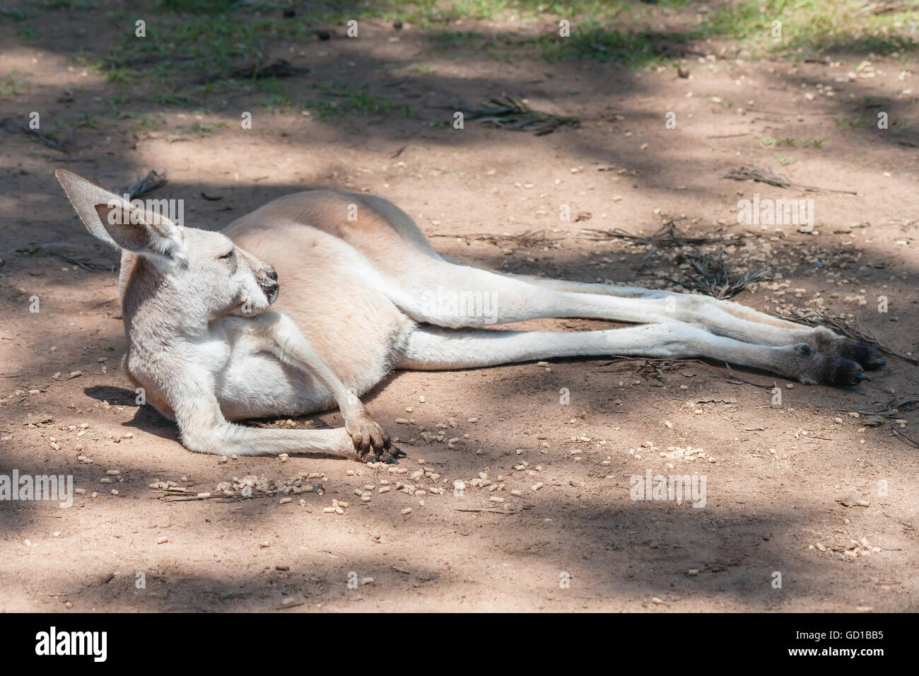 Kangourou paresseux se reposant dans le soleil, le koala Sanctuary, Brisbane, Australie Banque D'Images