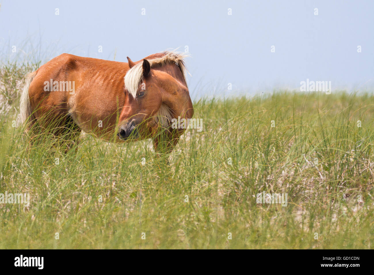 Un cheval sauvage de Shackleford Banks, NC s'arrête le long d'une dune. Banque D'Images
