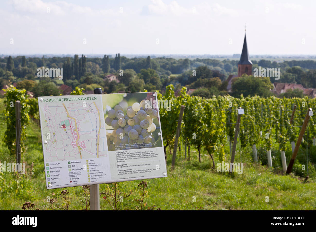 Forster Jesuitengarten région viticole, Riesling, pic, de vignes dans un vignoble, Forst, Route des Vins allemande, Pfalz Banque D'Images
