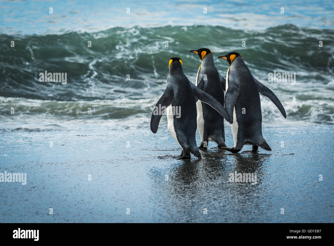 Trois manchots royaux (Aptenodytes patagonicus) marche sur une plage de sable ; l'Antarctique Banque D'Images