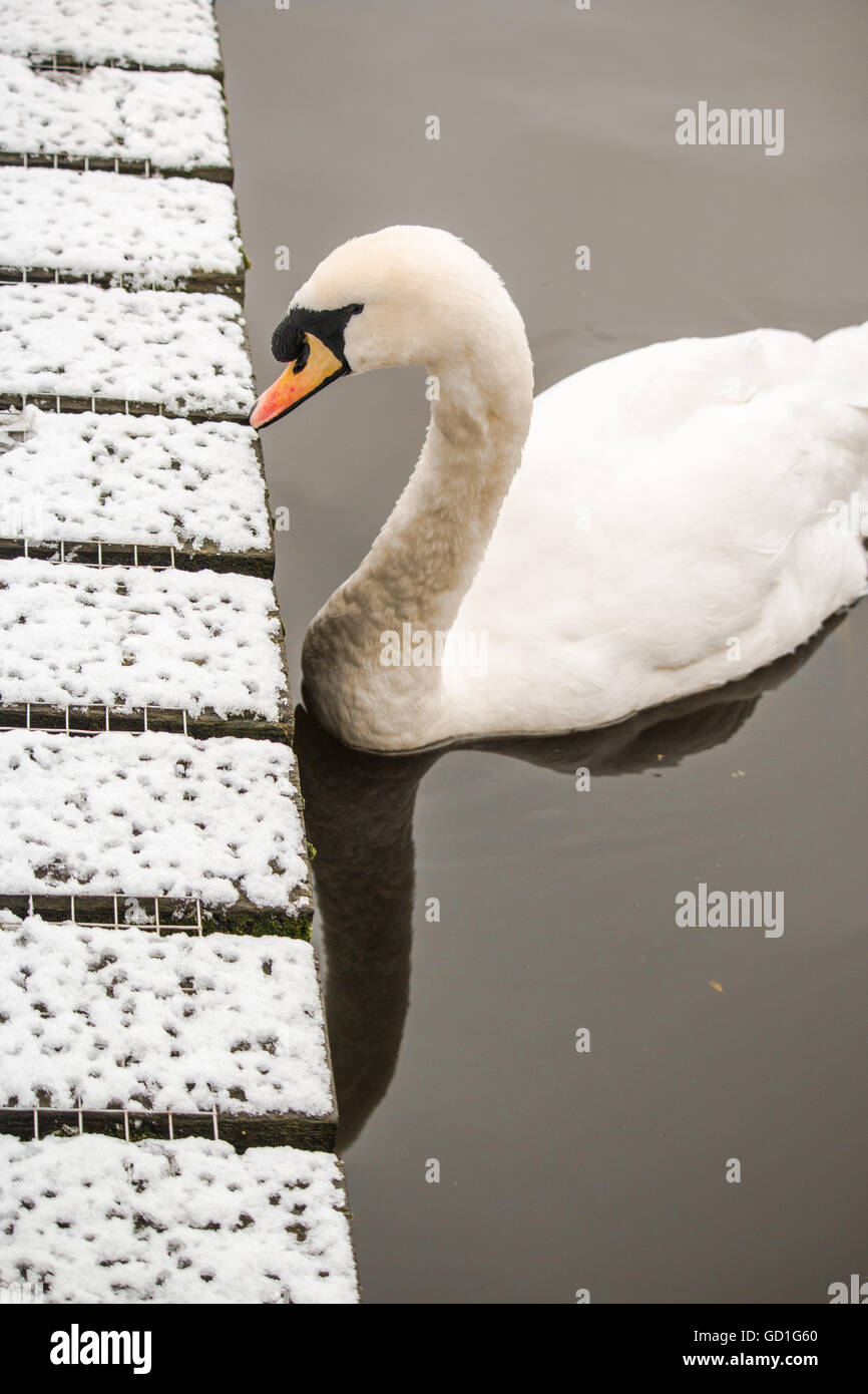 Cygne sur le lac d'hiver Banque D'Images