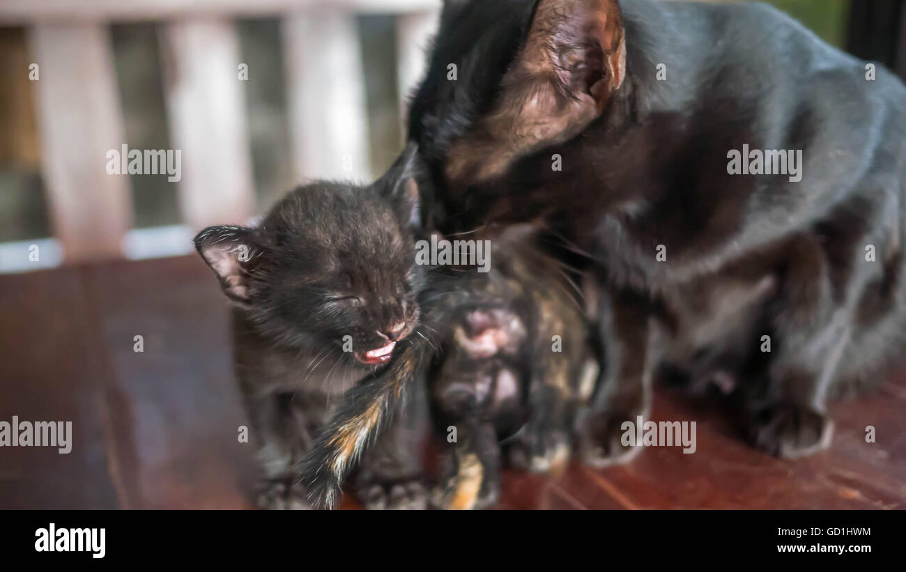 Maman Chat Est Lecher Son Chaton Noir Selective Focus Photo Stock Alamy