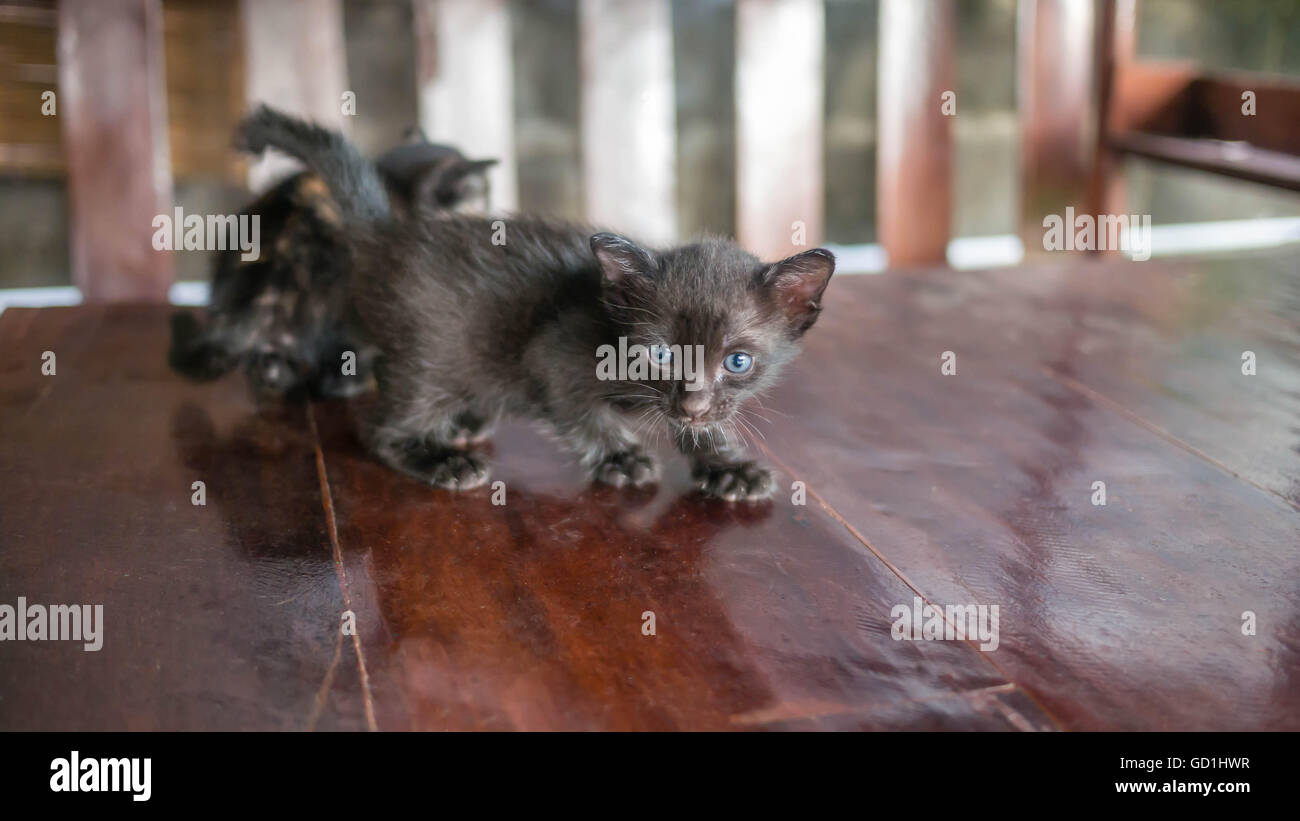 Maman Chat Est Lecher Son Chaton Noir Selective Focus Photo Stock Alamy
