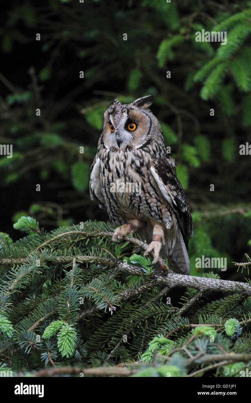 Long-Eared Owl Banque D'Images