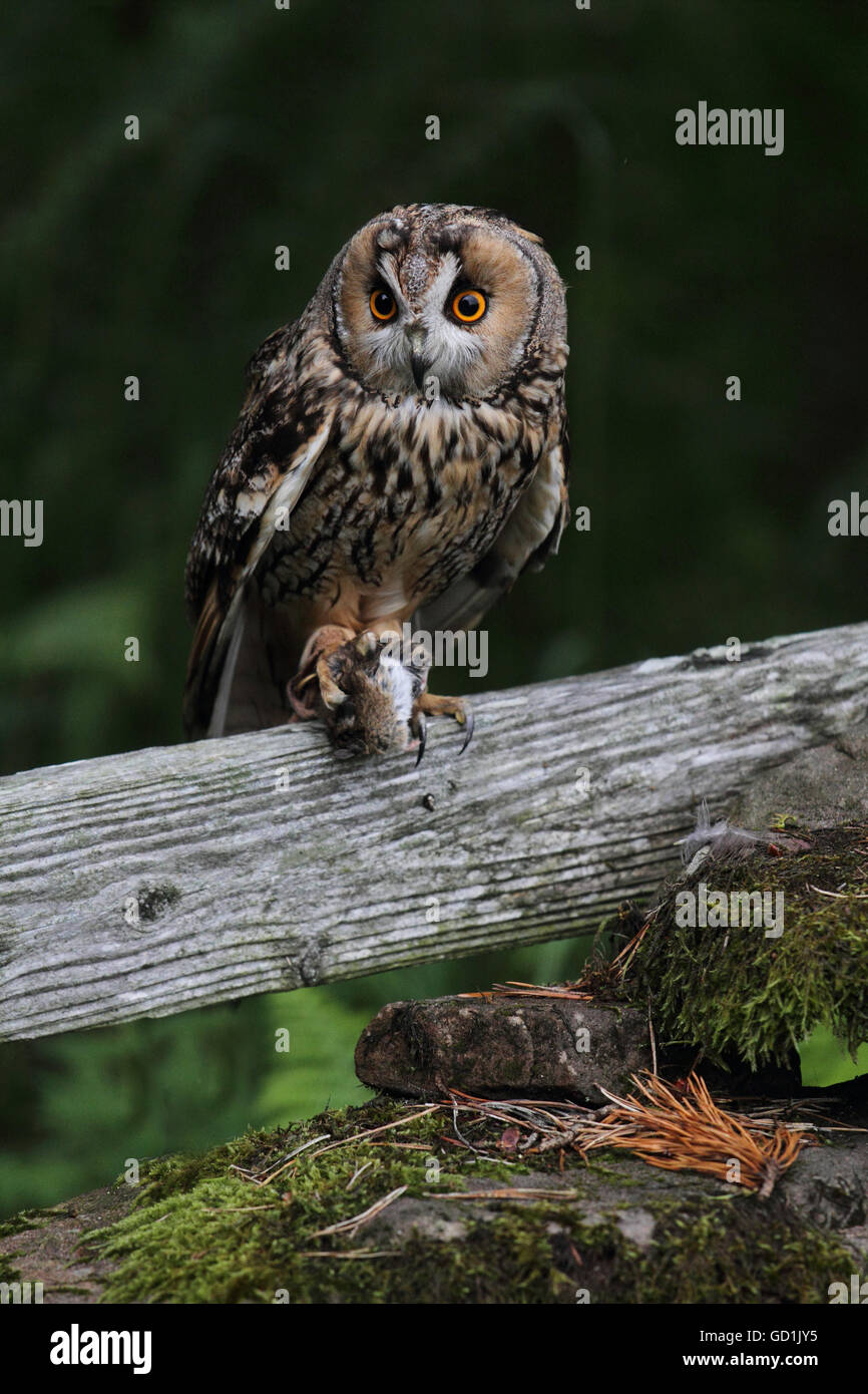 Long-Eared Owl Banque D'Images