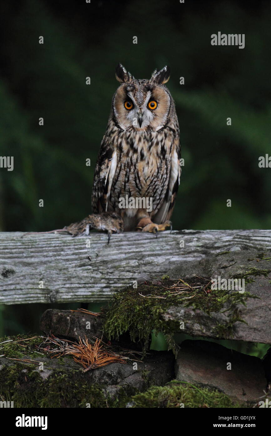 Long-Eared Owl Banque D'Images