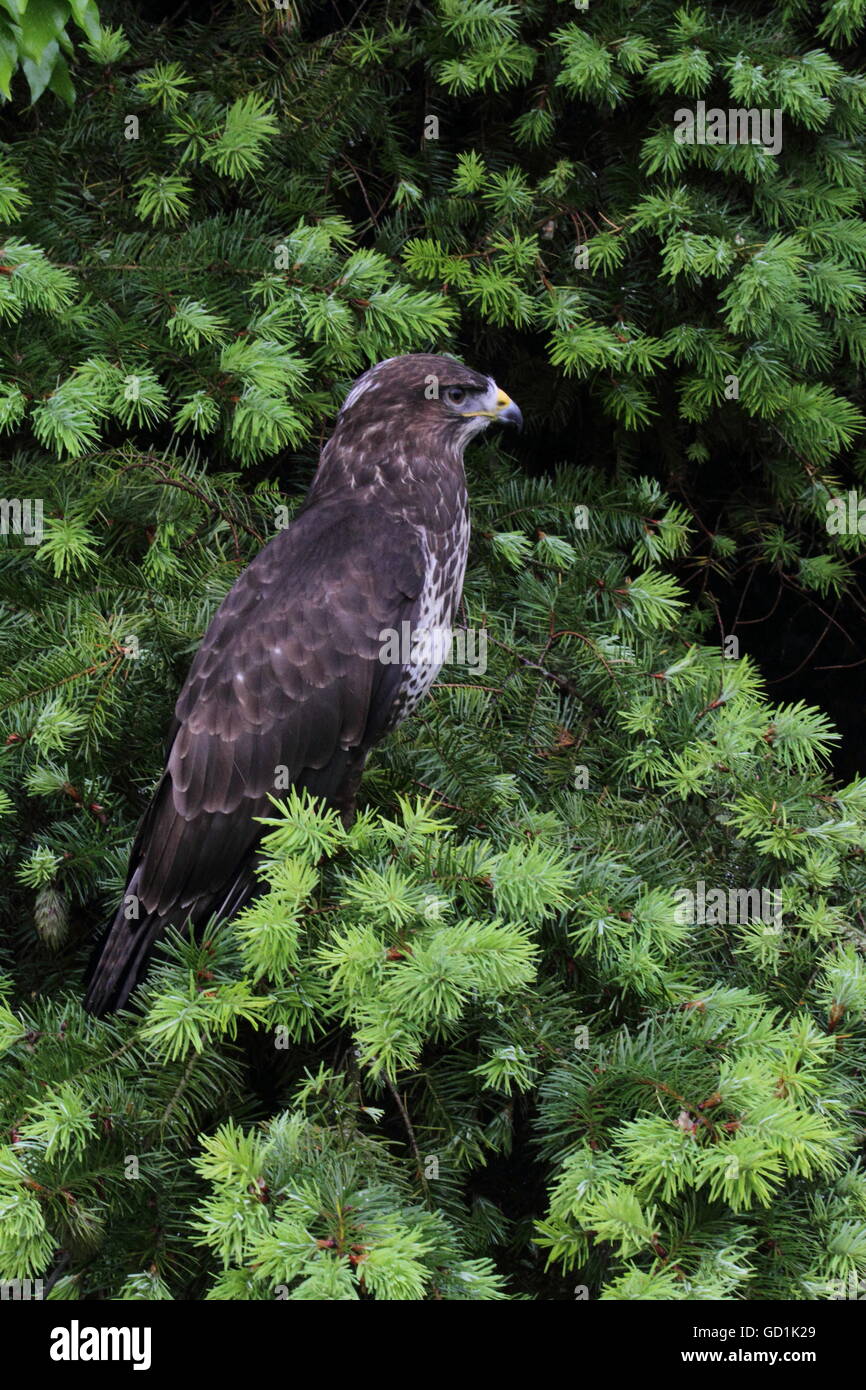 Buse variable (Buteo buteo) Banque D'Images