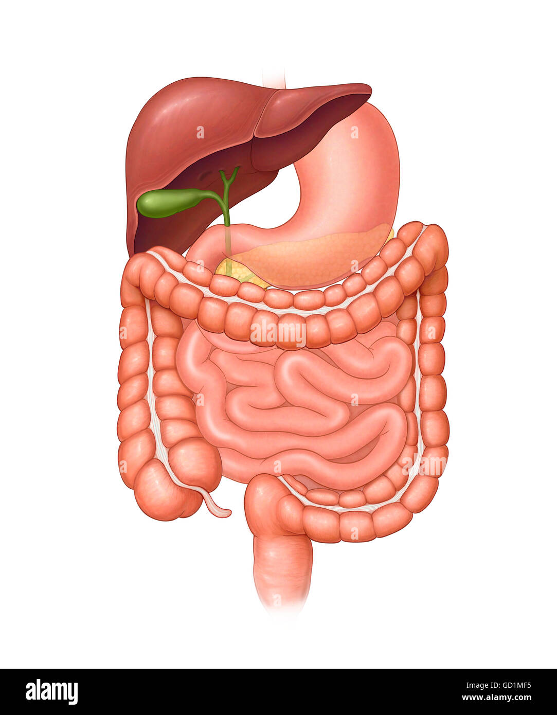La normale des organes abdominaux à l'extérieur du corps (estomac, foie, vésicule biliaire, gros intestin, intestin grêle, du rectum, cholédoque) Banque D'Images