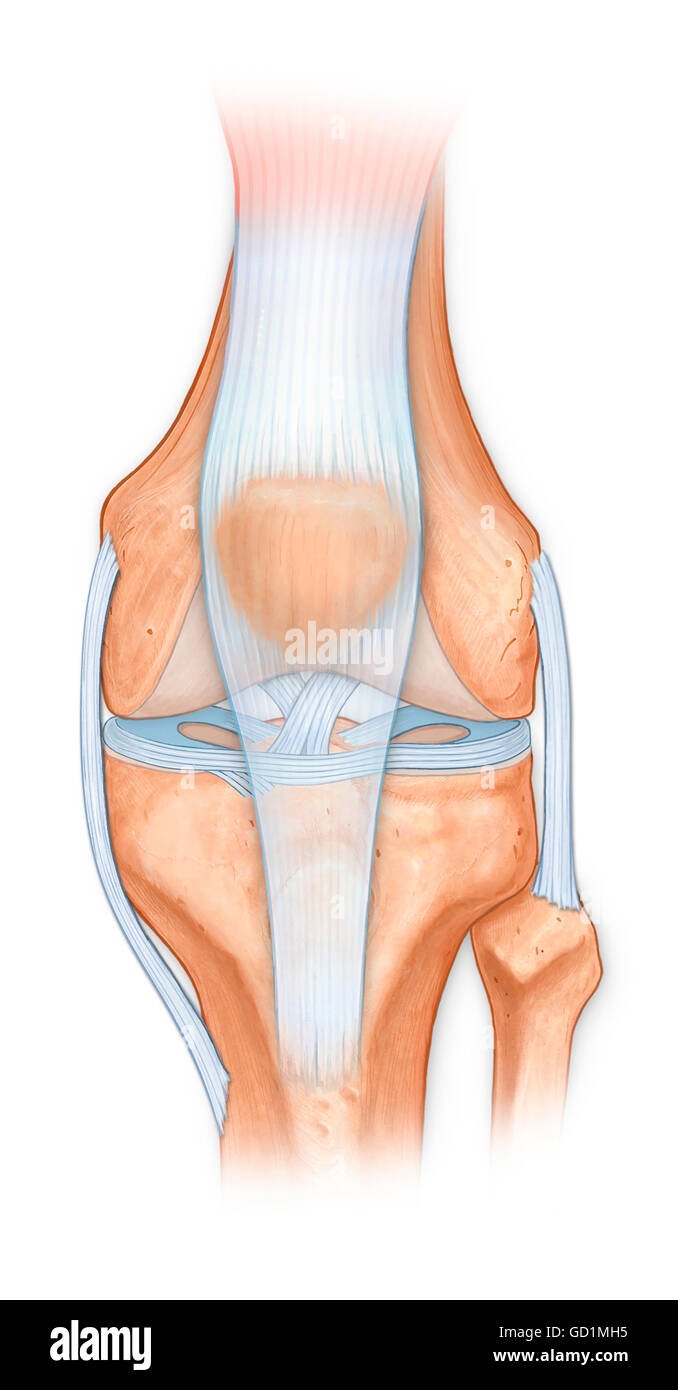 L'anatomie normale de l'articulation du genou, fémur, tibia, péroné, la rotule avec tendon rotulien, ligaments croisés, ménisque, acl, mcl Banque D'Images