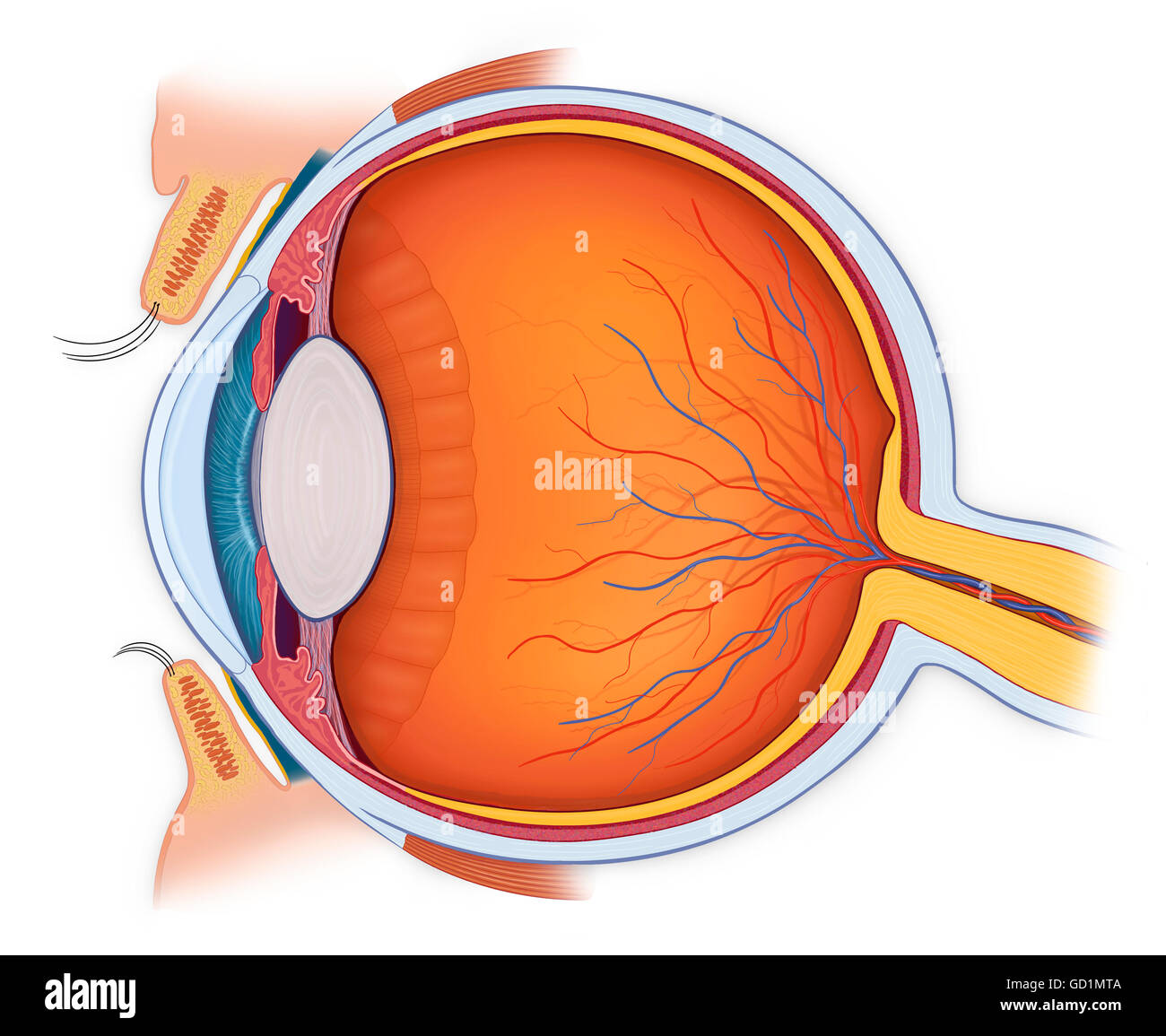 L'anatomie normale de l'œil en section transversale. Banque D'Images