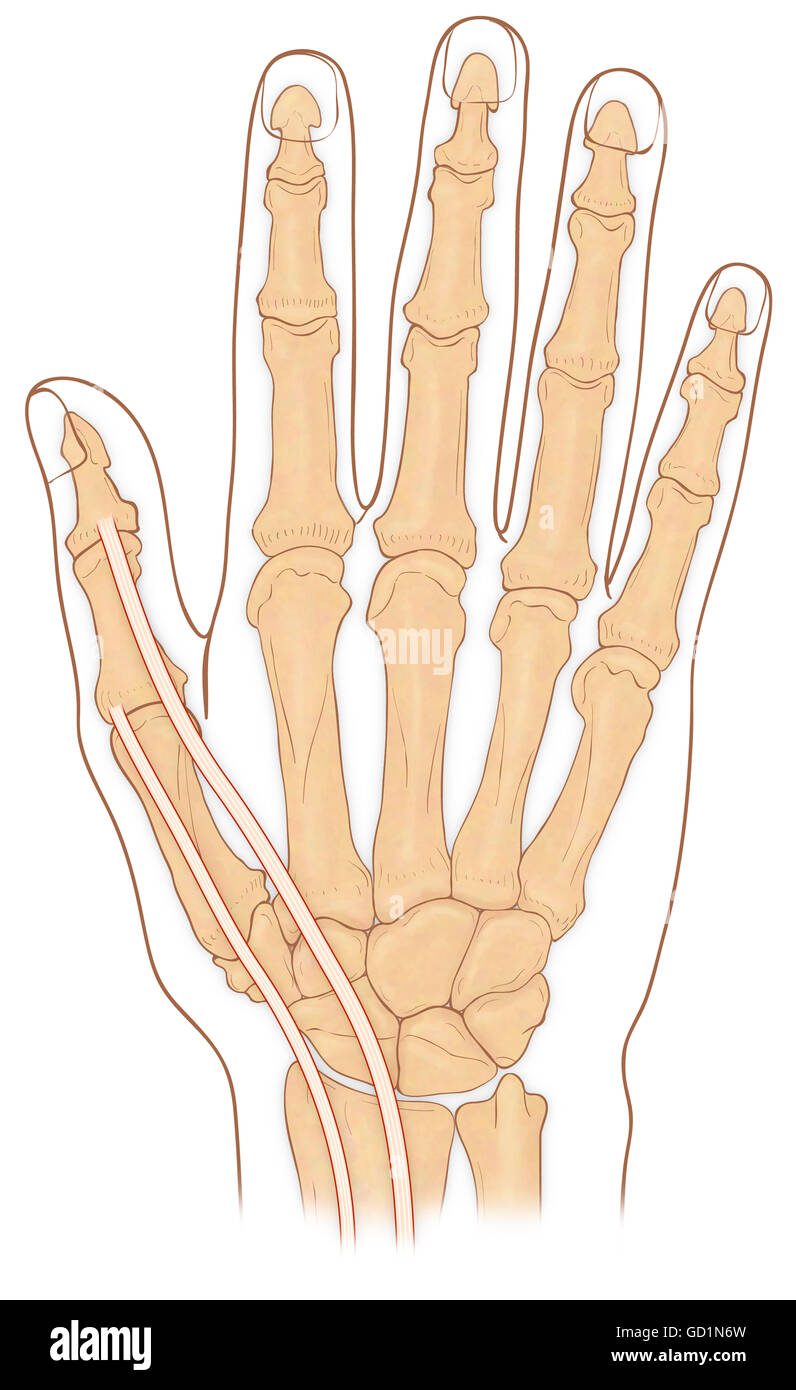 Radius vue antérieure Banque de photographies et d’images à haute