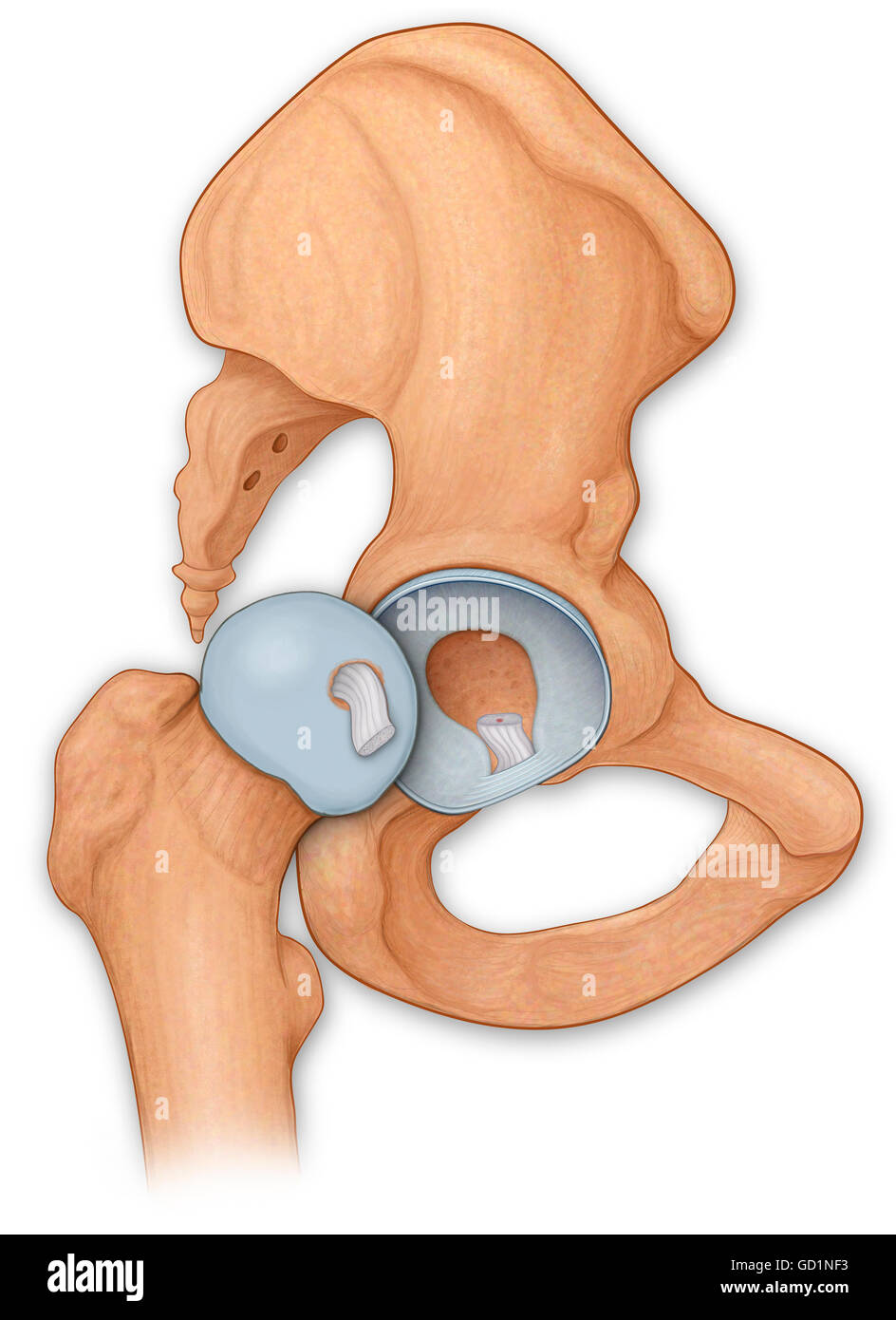 Anatomie normale d'une hanche ouverte montrant la surface articulaire du fémur et le labre de la hanche Banque D'Images