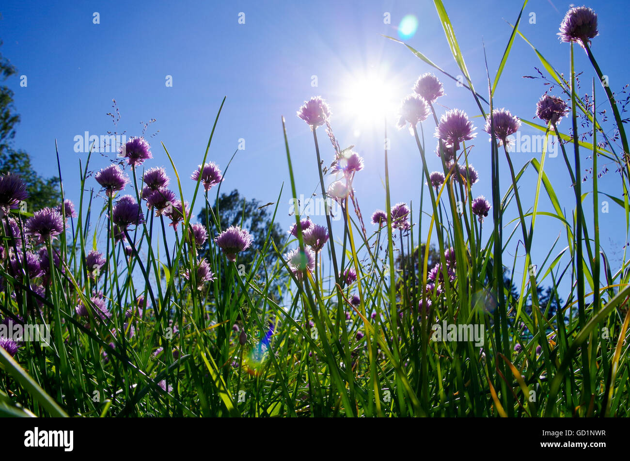 Au début de l'été - soleil qui brille à travers un épais buisson de réchauffement de plus en plus de la ciboulette, cartouches et de la vie dans l'herbe Banque D'Images