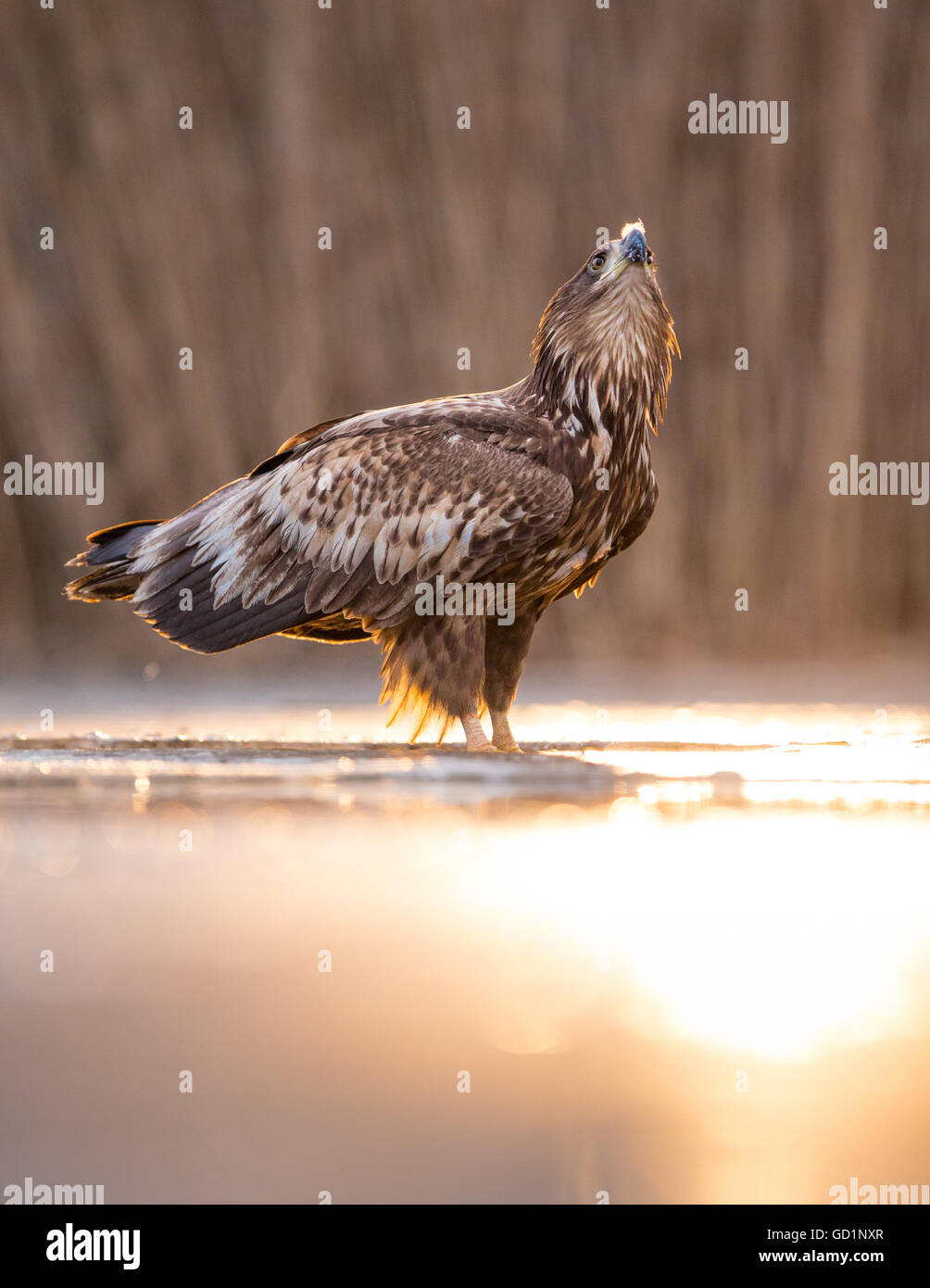 La pygargue à queue blanche (Haliaeetus albicilla) debout sur la glace avec une plume sur son bec dans un marais gelés Banque D'Images