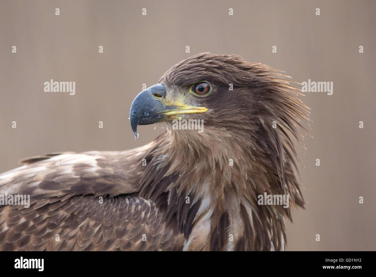 Portrait en gros plan d'un jeune pygargue à queue blanche (Haliaeetus albicilla) Banque D'Images