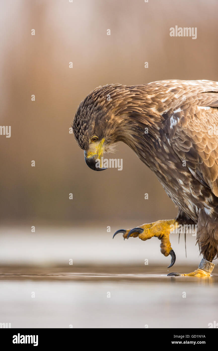 Close-up d'un jeune pygargue à queue blanche (Haliaeetus albicilla) prépare à attraper un poisson Banque D'Images