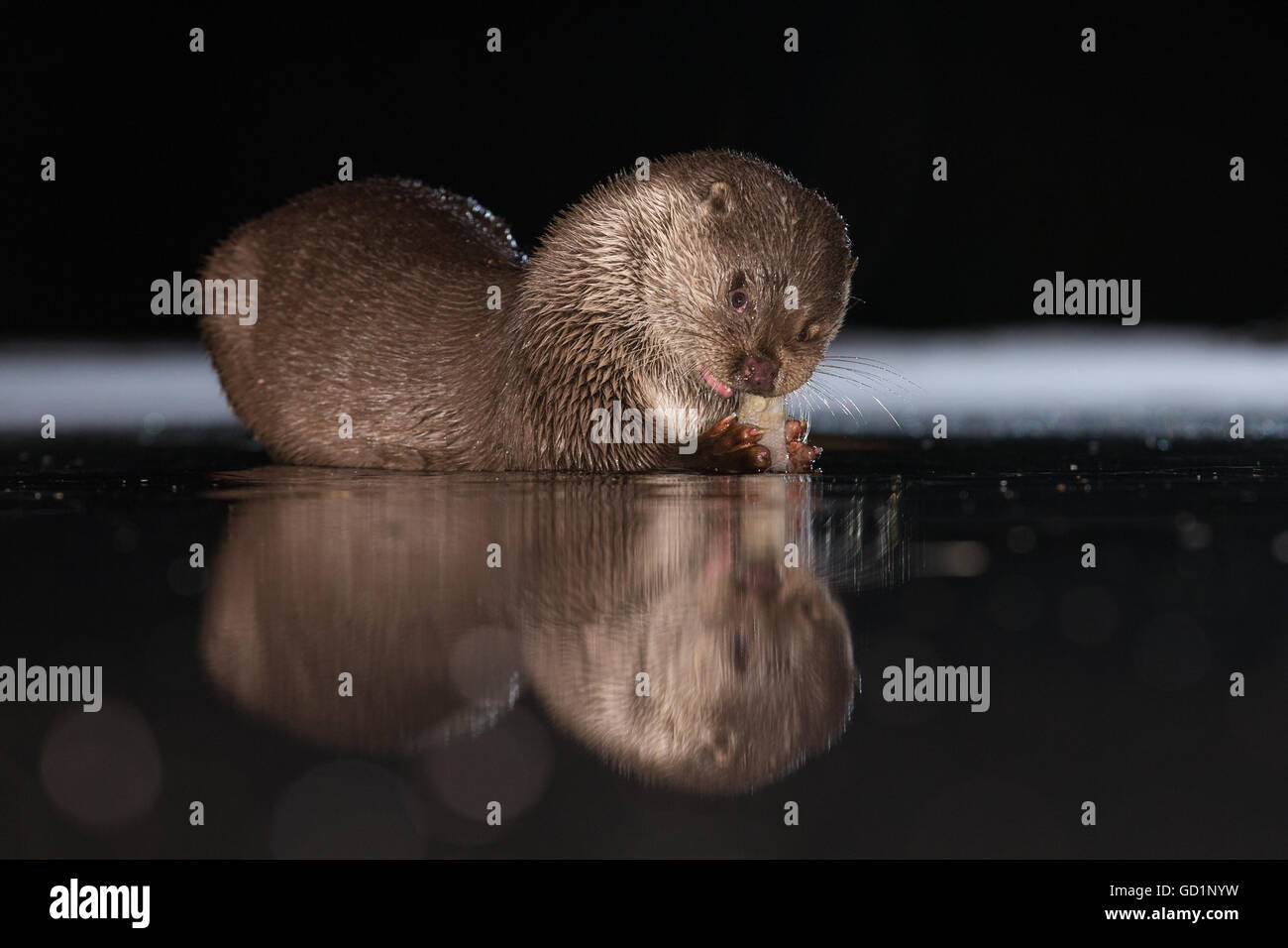 Loutre d'Europe (Lutra lutra) sur une alimentation des poissons fraîchement pêchés dans un marais la nuit glacée Banque D'Images