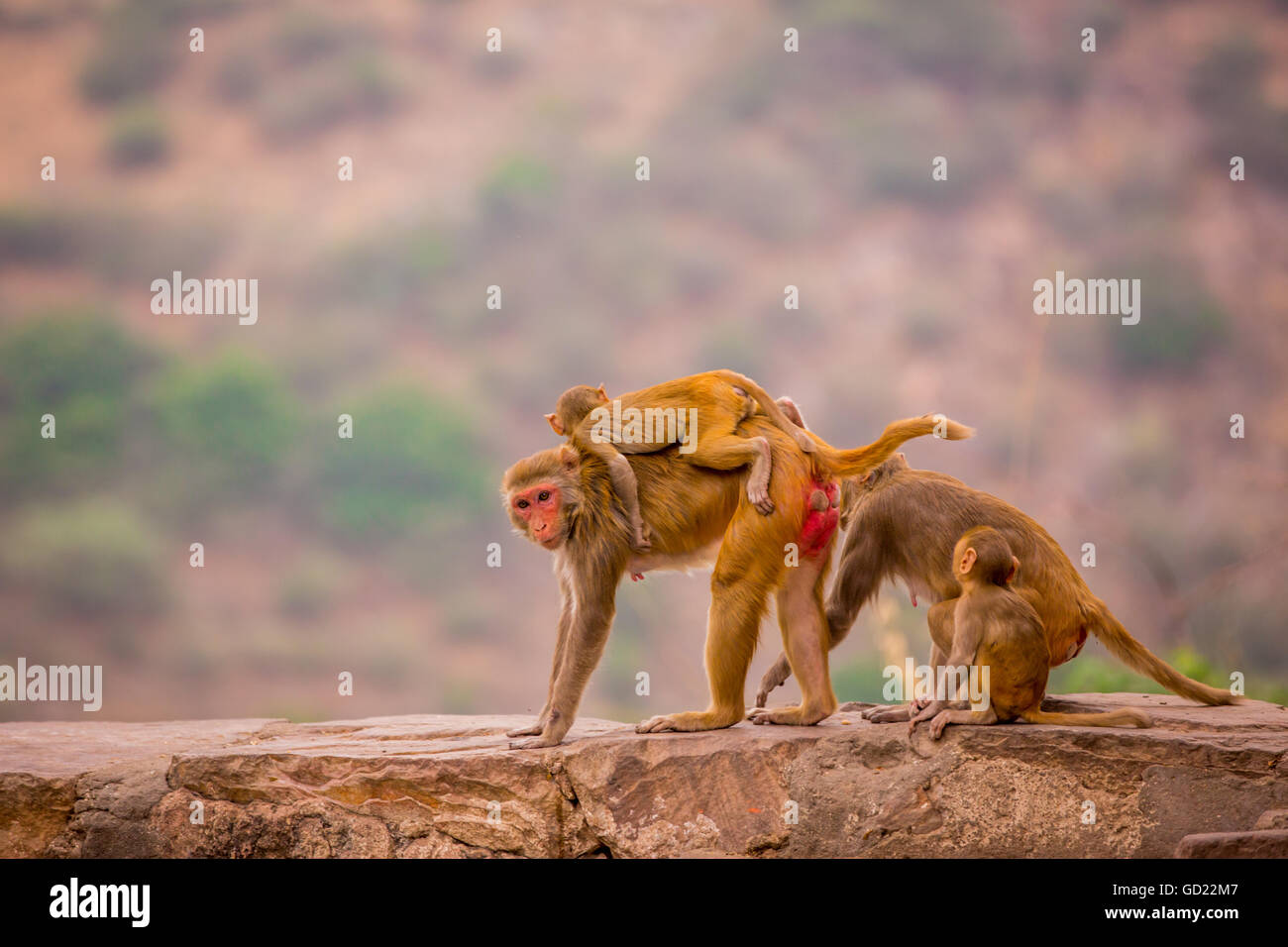 Les singes sauvages, Jaipur, Rajasthan, Inde, Asie Banque D'Images