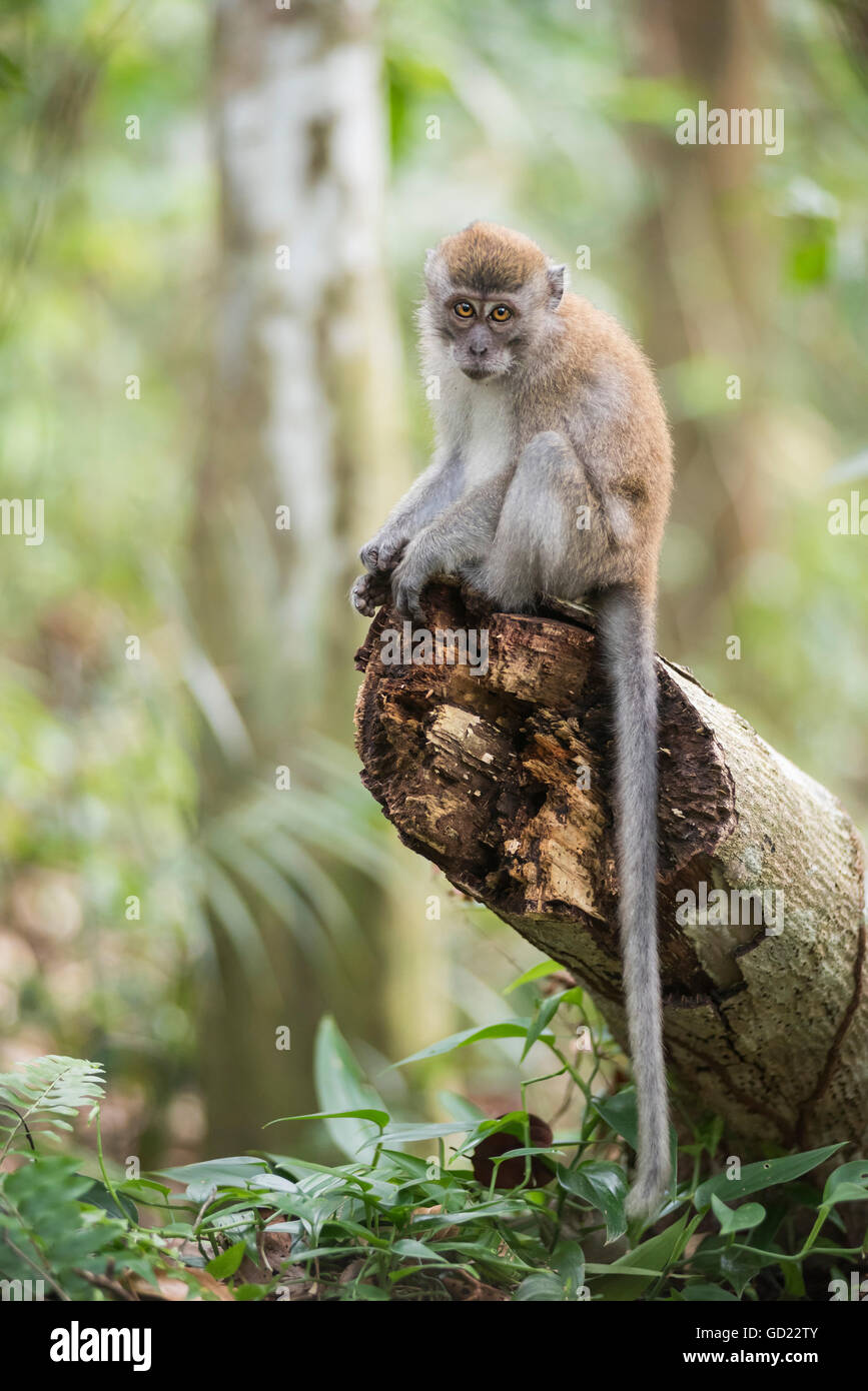 Macaque à longue queue (Macaca fascicularis) dans la jungle, à Bukit Lawang, parc national de Gunung Leuser, Nord de Sumatra, Indonésie Banque D'Images