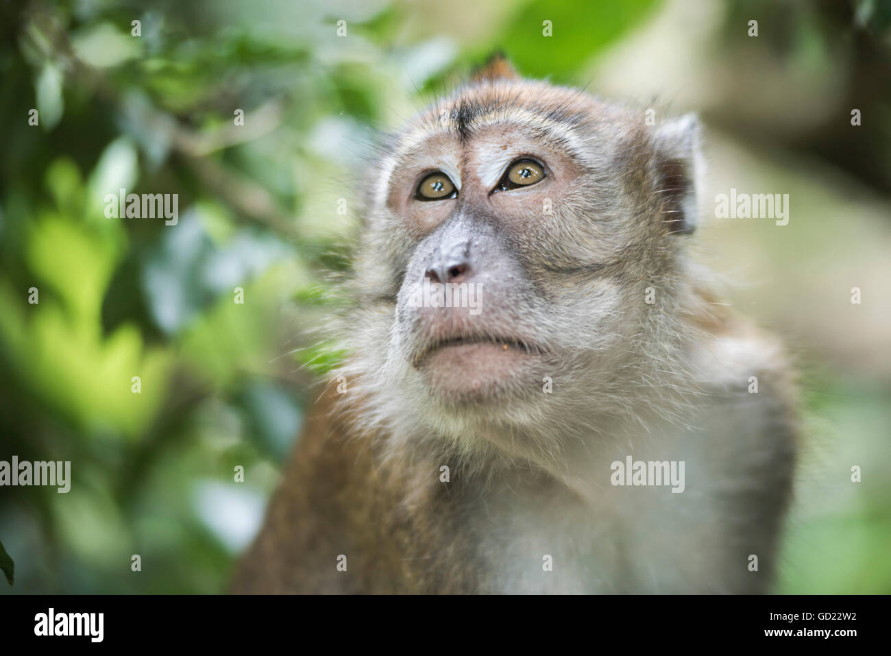 Portrait d'un macaque à longue queue dans la jungle, à Bukit Lawang, parc national de Gunung Leuser, Nord de Sumatra, Indonésie Banque D'Images