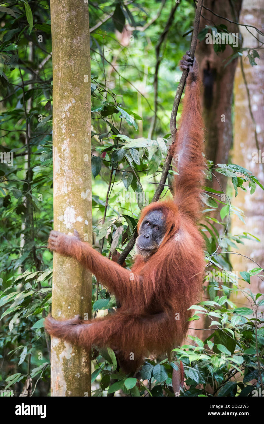 L'orang-outan (Pongo Abelii femelle) dans la forêt tropicale près de Bukit Lawang, parc national de Gunung Leuser, Nord de Sumatra, Indonésie, Asie Banque D'Images