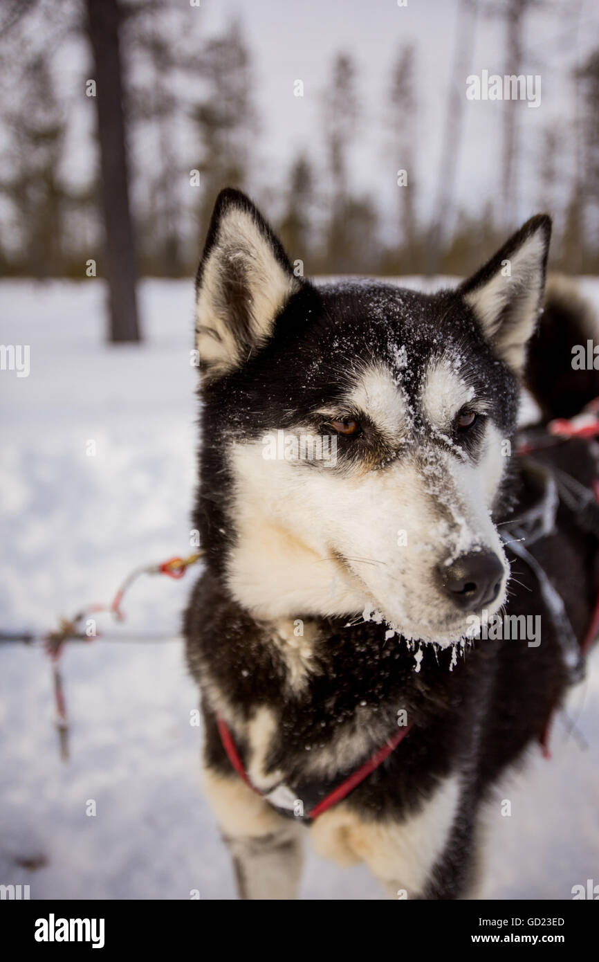 Chien Husky, traîneau à chiens Safari, Kakslauttanen le Village d'Igloo, Rauma, Finlande, Scandinavie, Europe Banque D'Images
