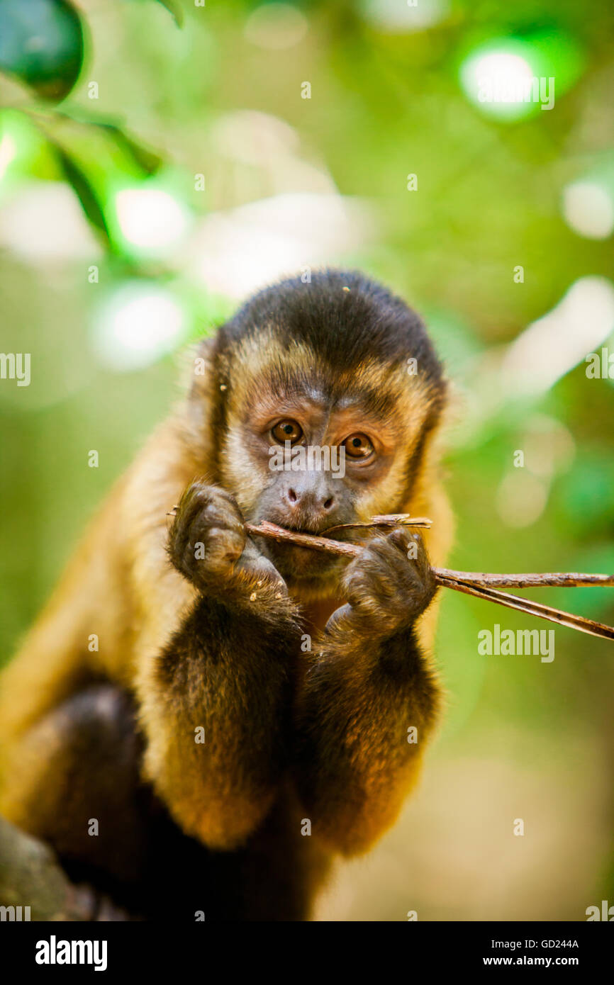 Portrait d'un singe, Johannesburg, Afrique du Sud, l'Afrique Banque D'Images