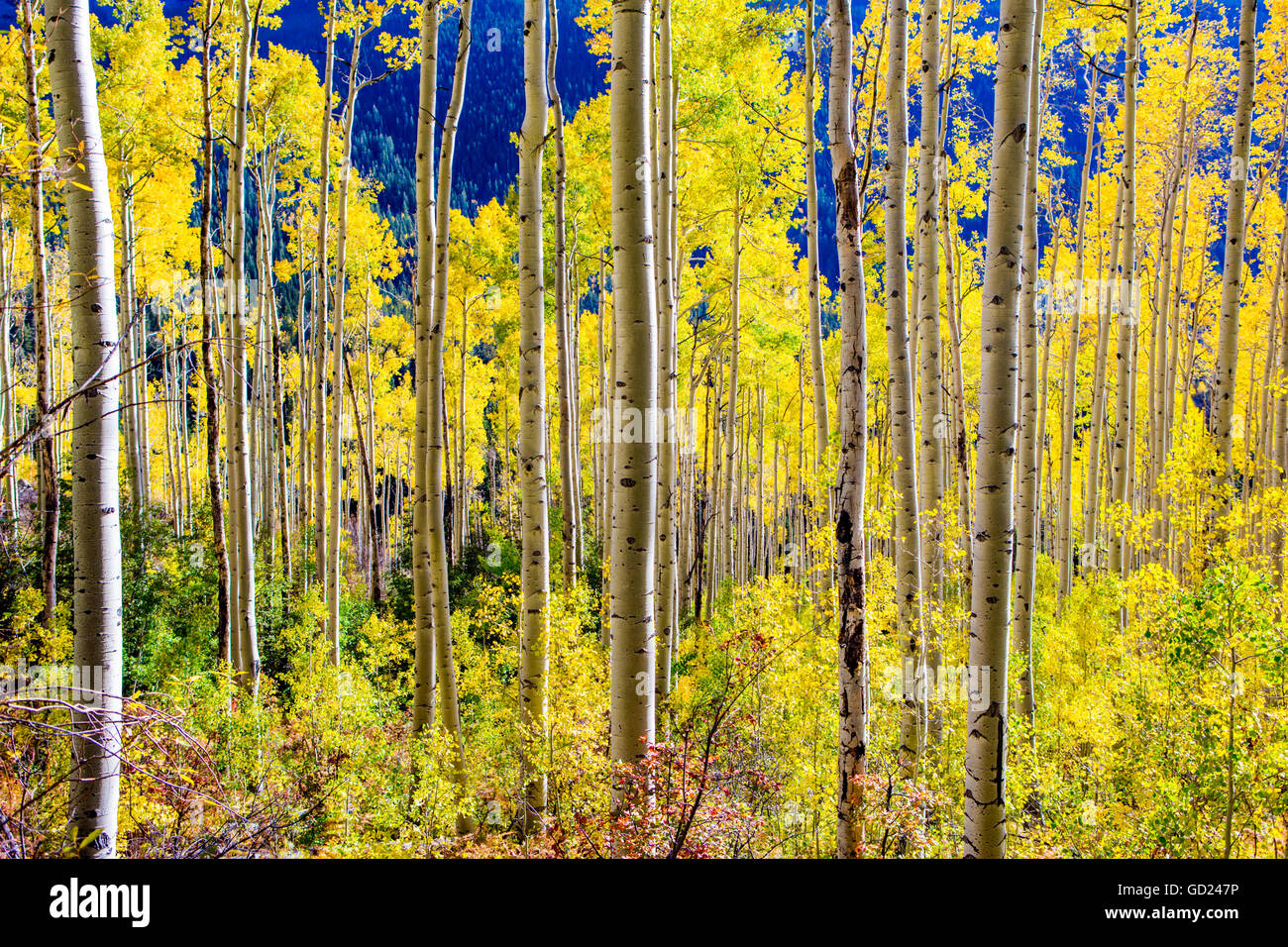 Trembles à l'automne, Aspen, Colorado, États-Unis d'Amérique, Amérique du Nord Banque D'Images