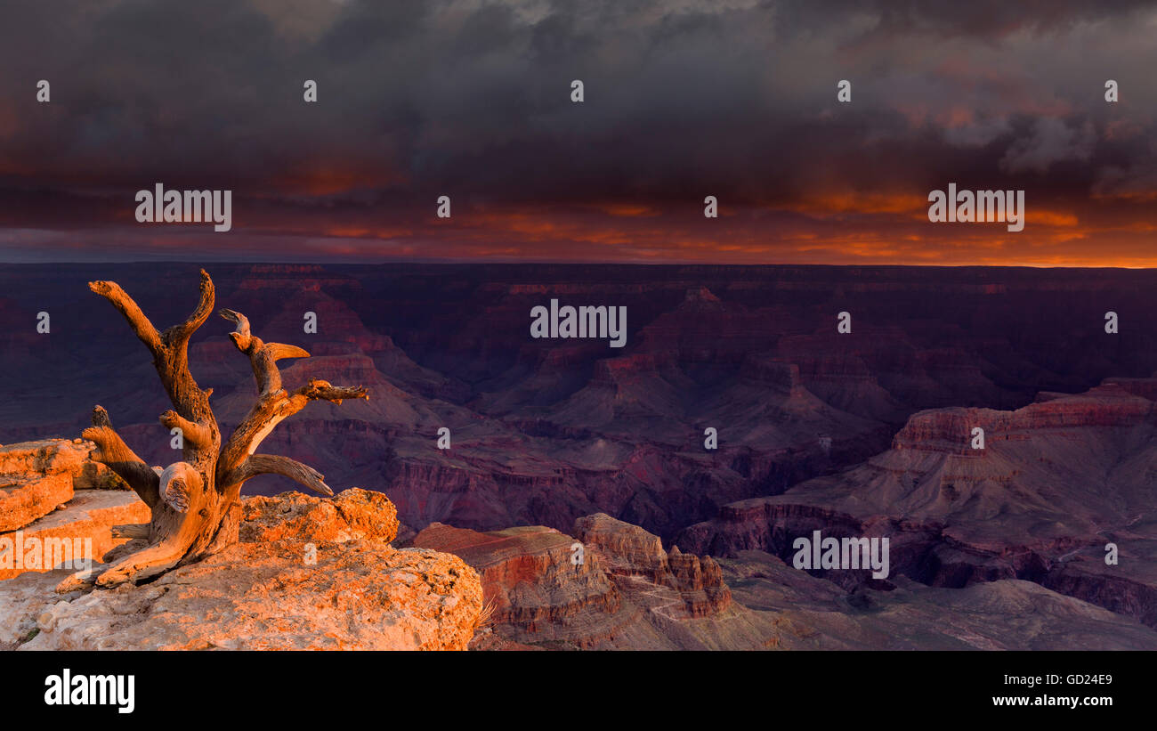 La première lumière illumine un arbre noueux intégré à roches avec une vue inégalée du Grand Canyon ci-dessous, l'UNESCO, Arizona, USA Banque D'Images