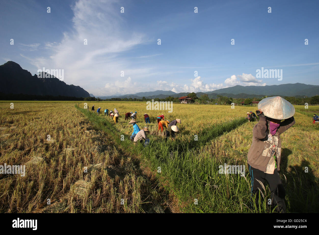 Rizières avec une vue imprenable sur la montagne et les agriculteurs chute en arrière de la récolte du riz, Van Vieng, province de Vientiane, Laos, Indochine, Asie Banque D'Images