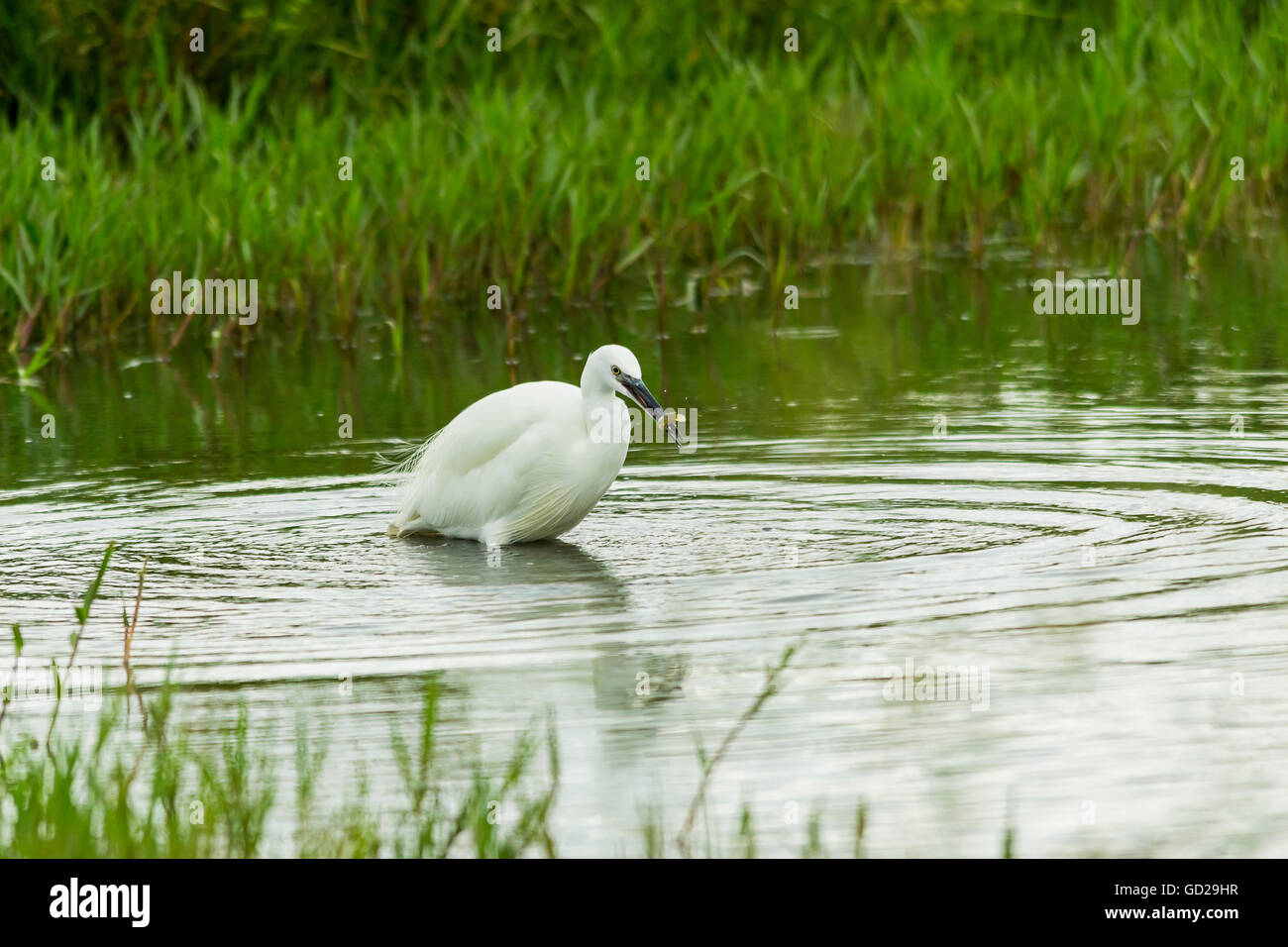 Peu d'aigrette capture d'un poisson dans un barrage de faible profondeur Banque D'Images