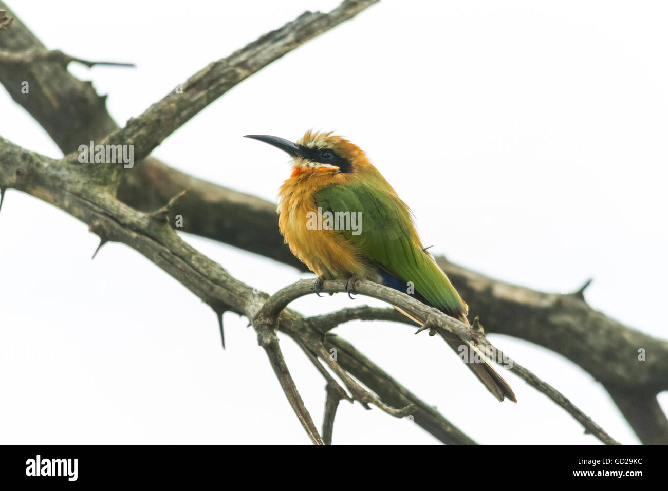 Mangeur d'abeilles africaines perché sur une branche sur un fond blanc. Banque D'Images