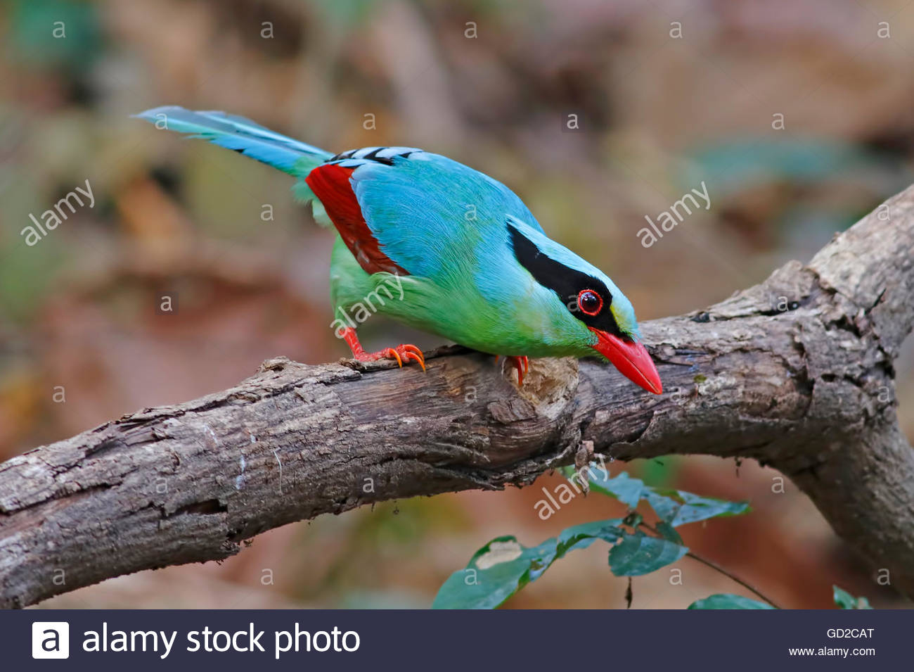 Pie Vert Commun Cissa Chinensis Les Oiseaux De Thaïlande