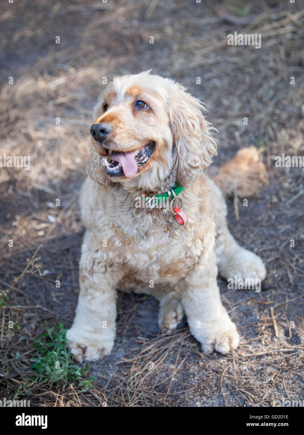 Cocker Spaniel Banque D'Images