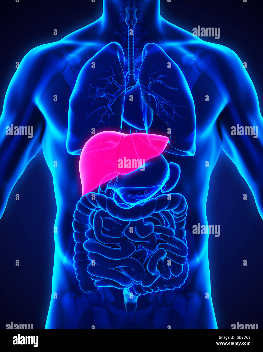 Anatomie du foie humain Photo Stock - Alamy