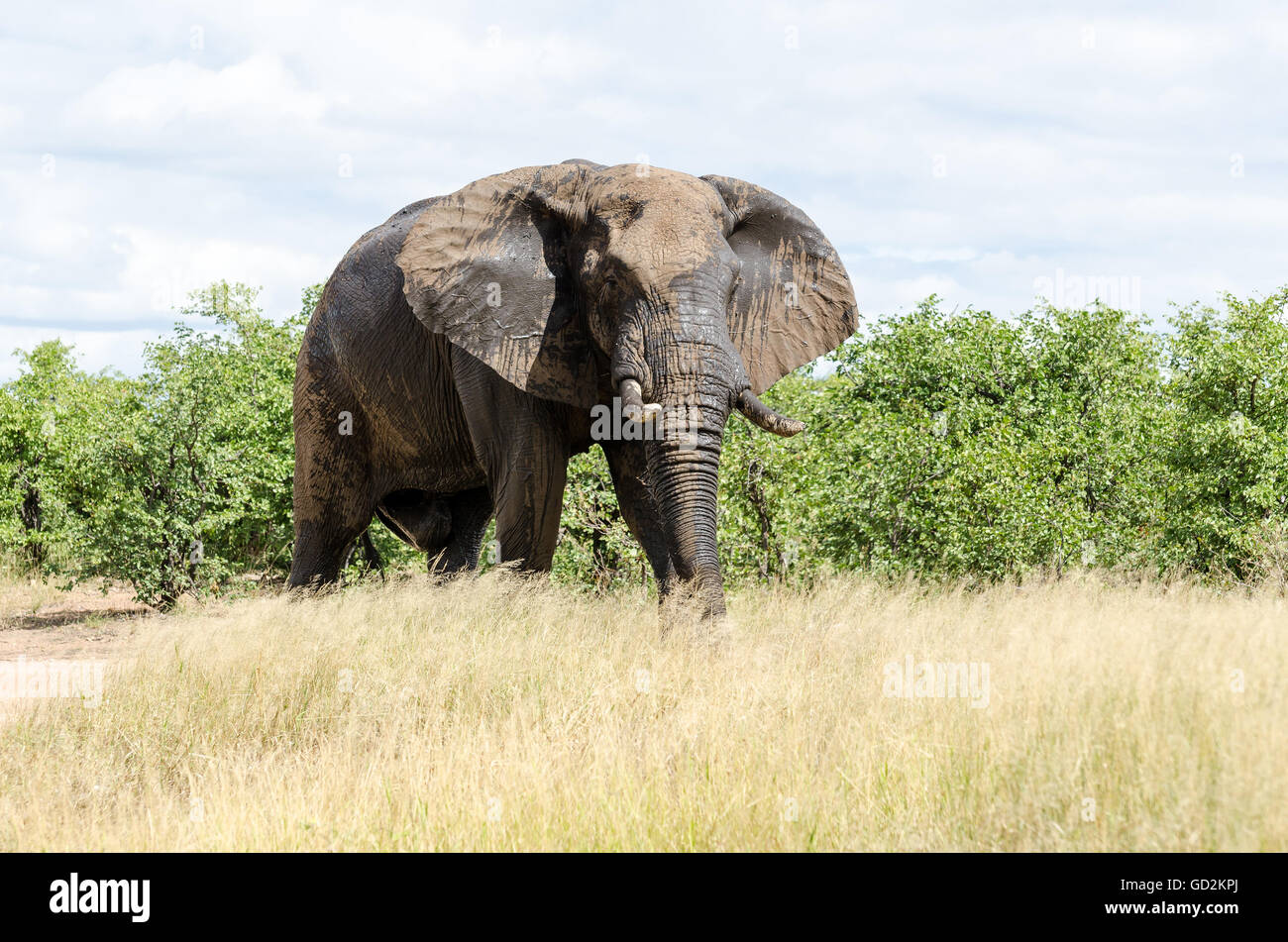 Bull d'éléphants dans le Parc National Kruger Banque D'Images