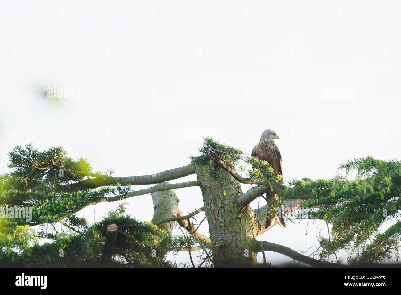 Red Kite, pris dans Caversham, lecture Banque D'Images