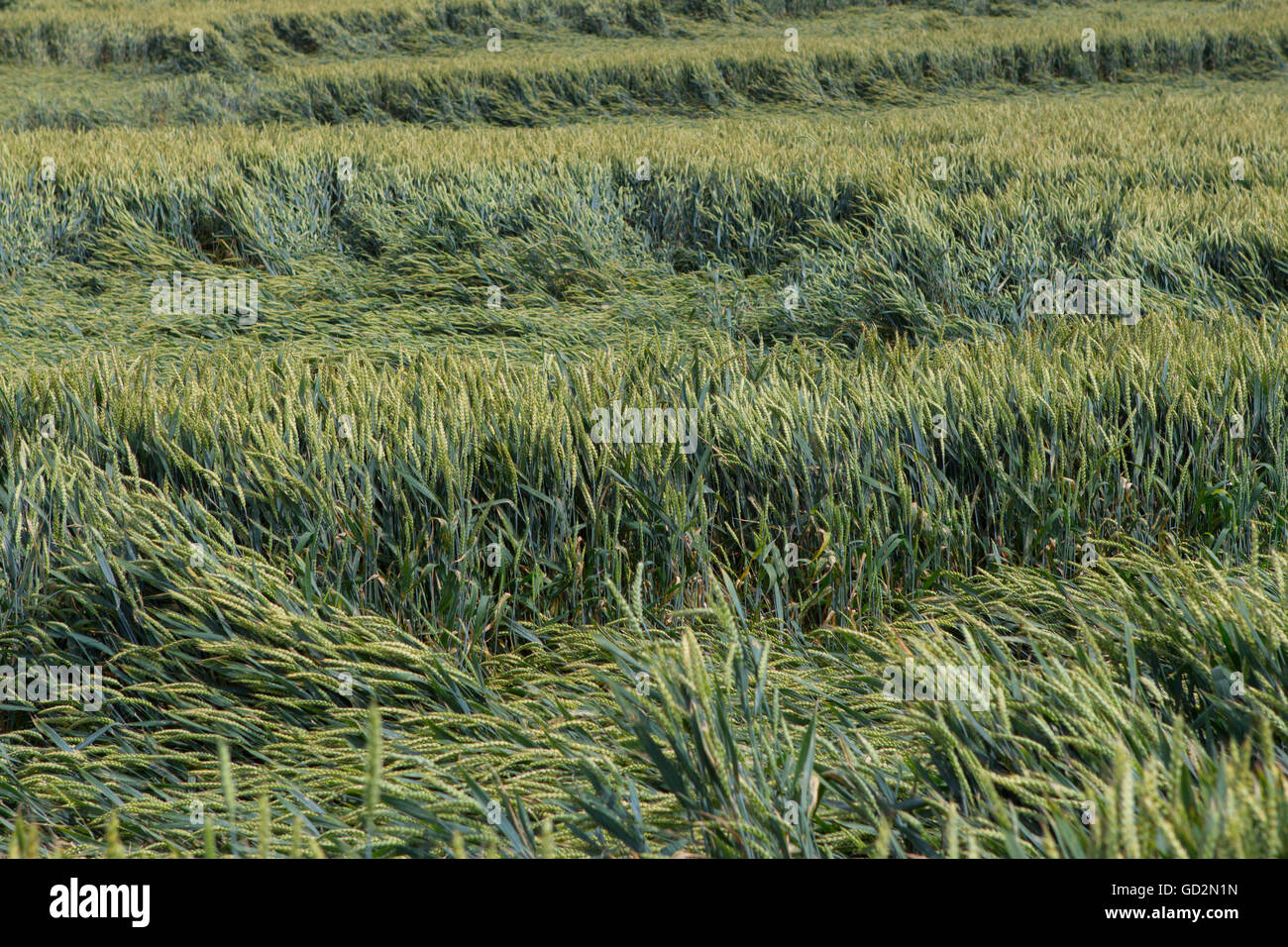 Les dégâts causés à l'agriculture dans un champ de maïs en été Banque D'Images