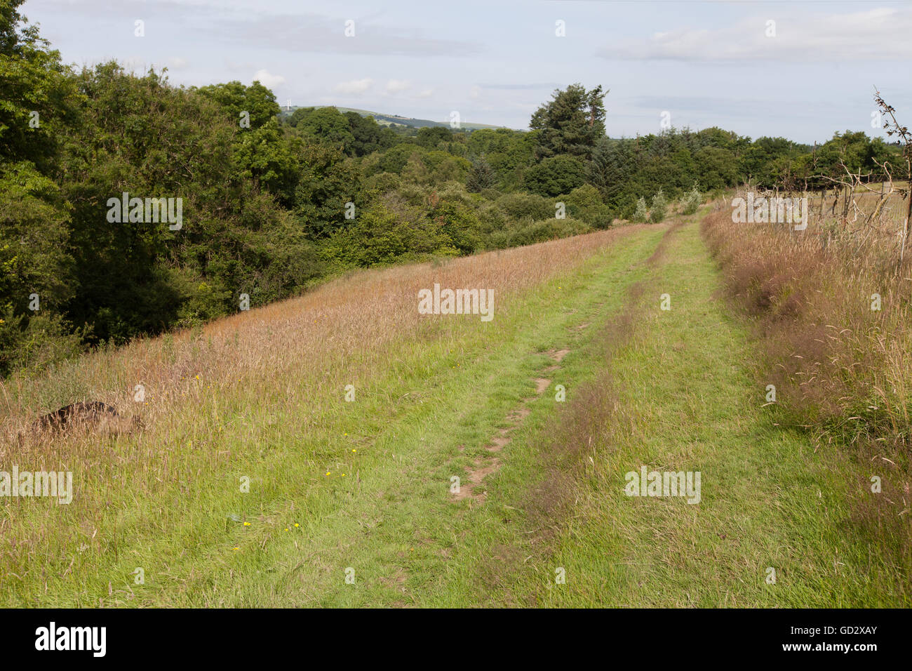 Promenade dans une prairie d'herbe en été dans ...