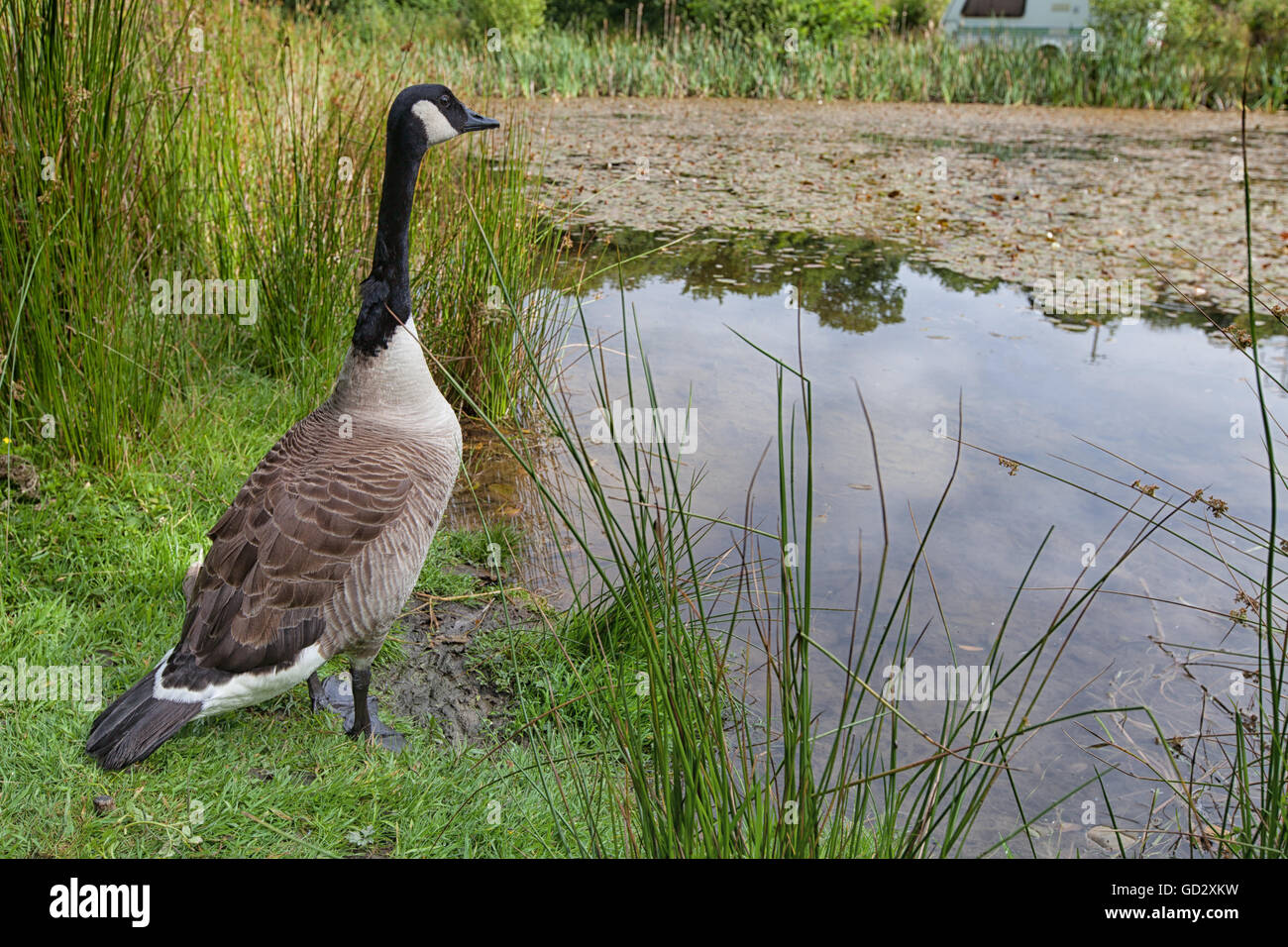 Canada Goose se tenait sur la berge et le bord d'un étang de la faune. Banque D'Images