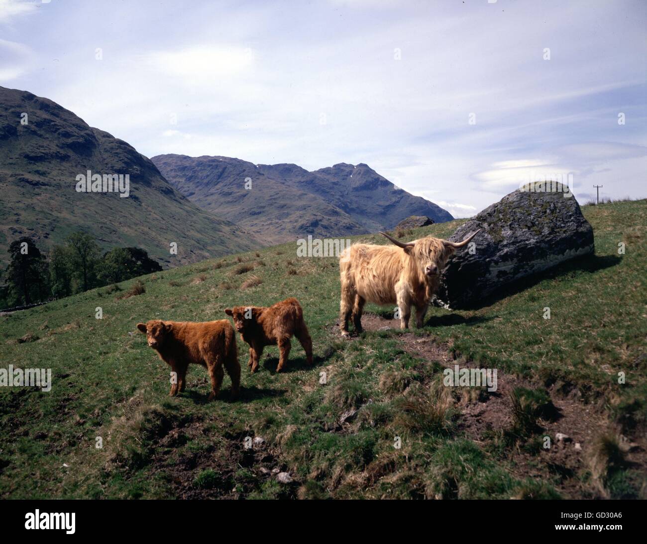 L'Écosse. Nouvelle Vie avec Longhorn bovins sur la de Balquhidder Braes. Circa 1975. Numérisée à partir d'une 5'x4' filiale à 100 t d'origine Banque D'Images