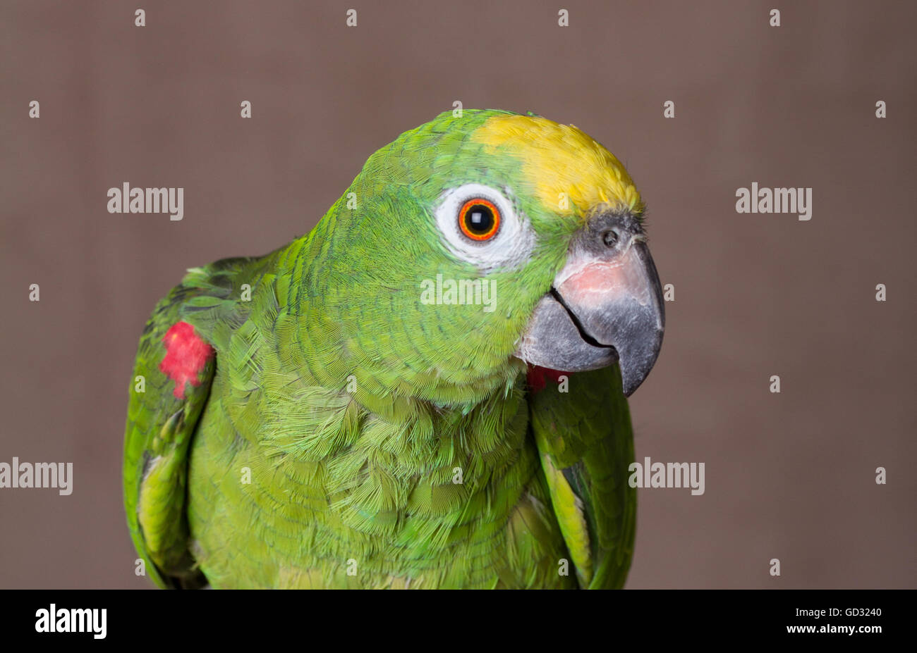Head shot of a couronné jaune Amazon Parrot. Il s'agit d'un perroquet vert d'Amérique du Sud. Banque D'Images