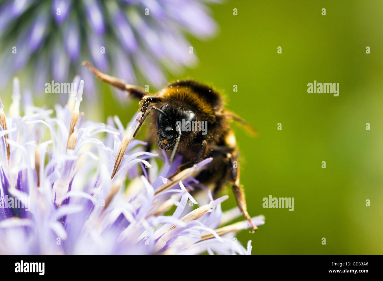 Close-up de l'abeille sur une fleur Banque D'Images