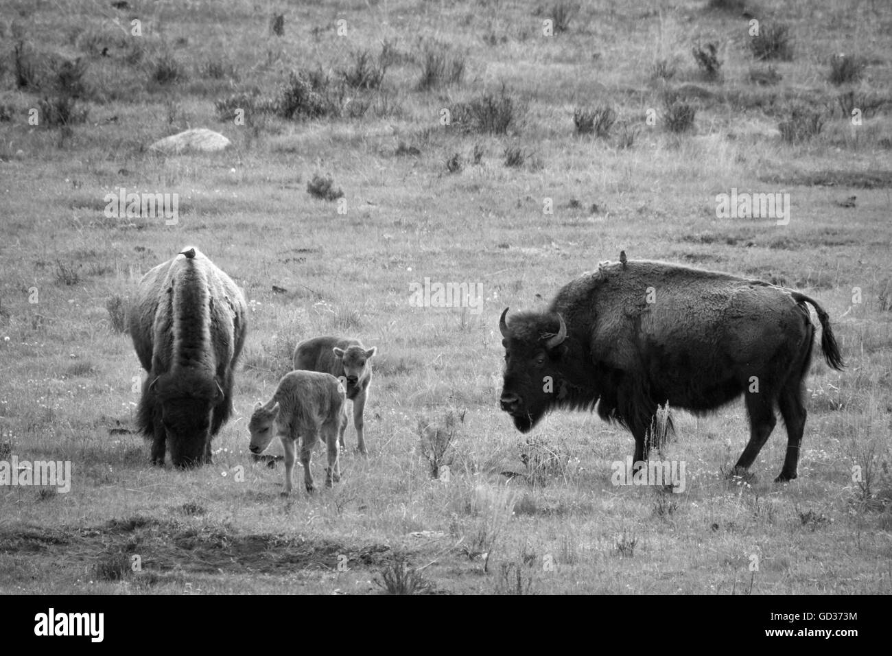 Groupe de pâturage des bisons dans le Parc National de Yellowstone. Banque D'Images Groupe de pâturage des bisons dans le Parc National de Yellowstone. Banque D'Images