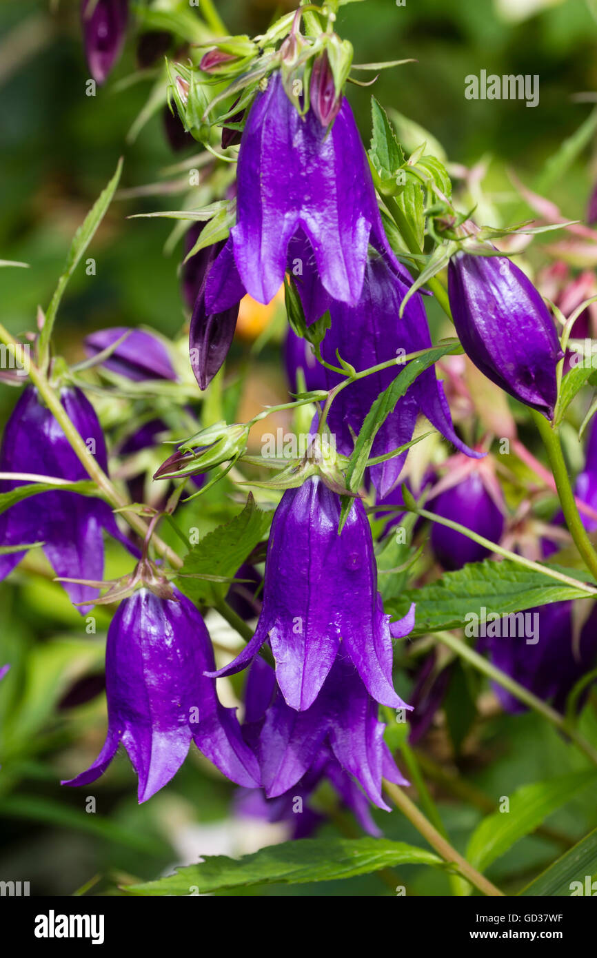 Violet-bleu de Campanula 'Sarastro' accrocher de grandes tiges dans un jardin en plein été Banque D'Images