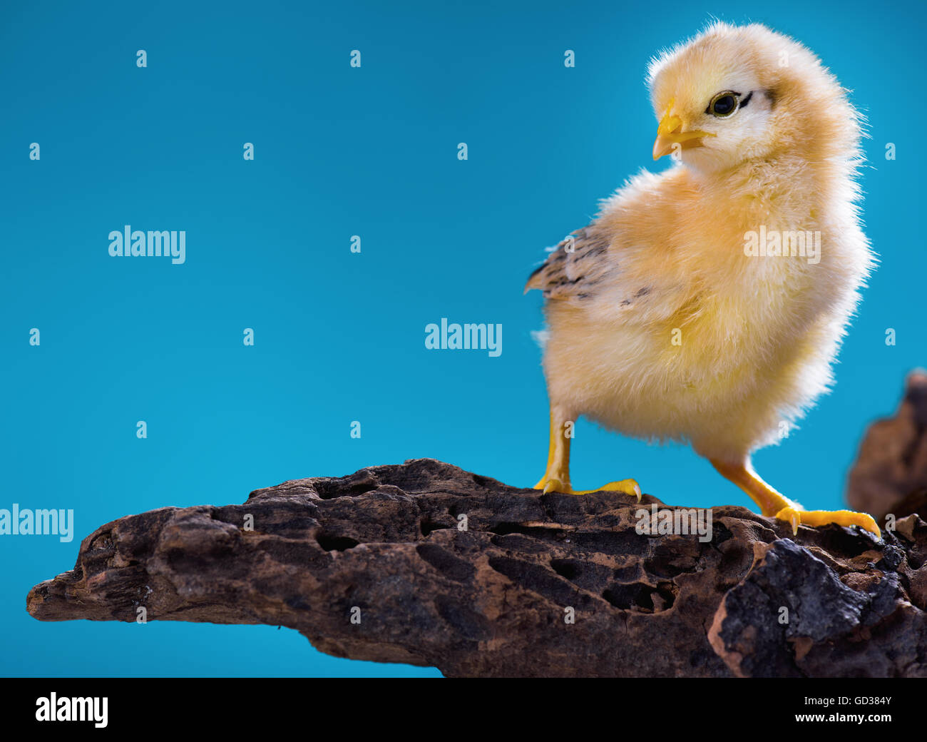 Mignon petit poulet nouveau-né Banque D'Images Mignon petit poulet nouveau-né Banque D'Images