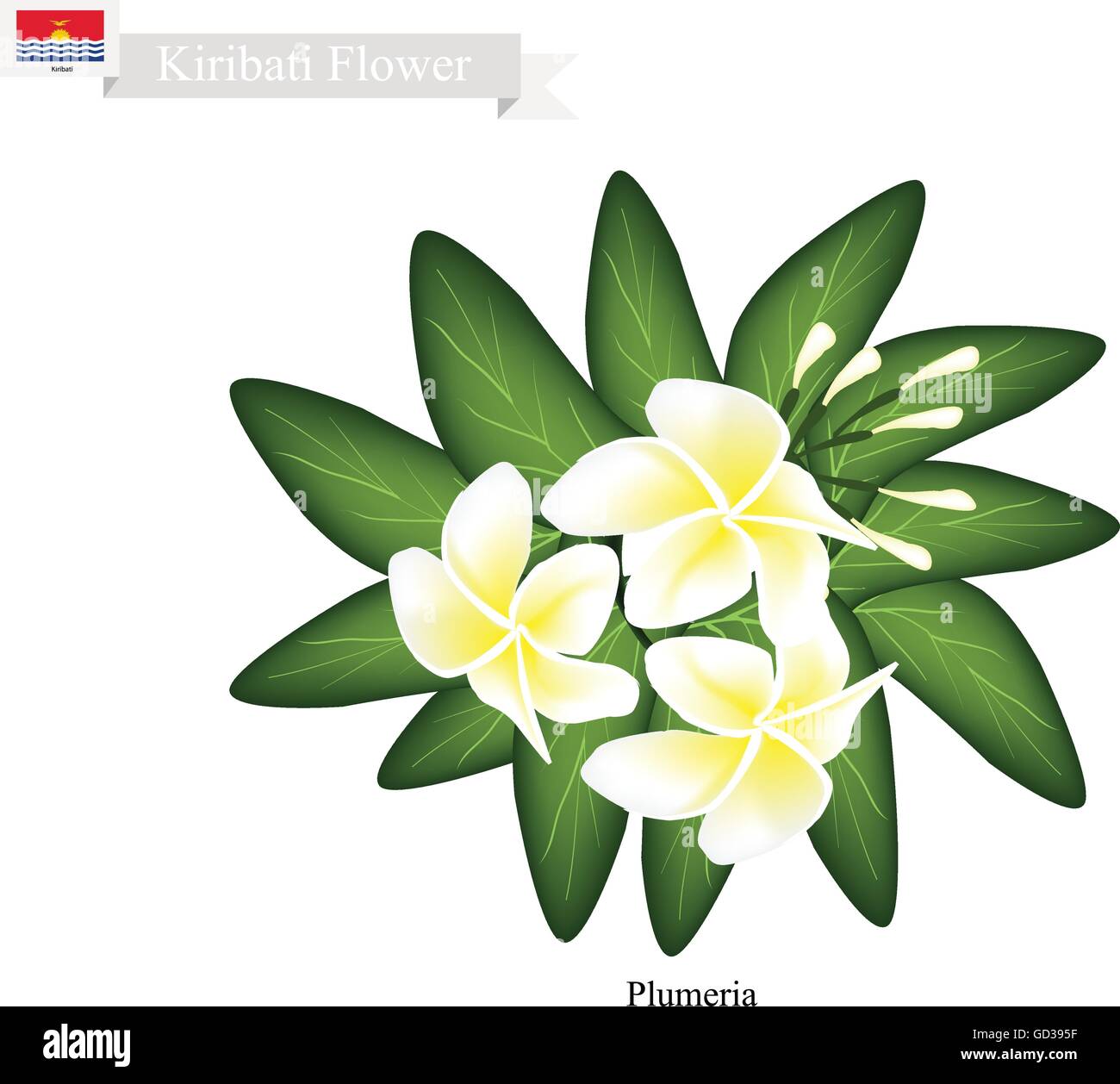 Fleur de Kiribati, Illustration de Plumeria Bikini sits on fleurs. L'un des plus populaires fleur en Kiribati. Illustration de Vecteur