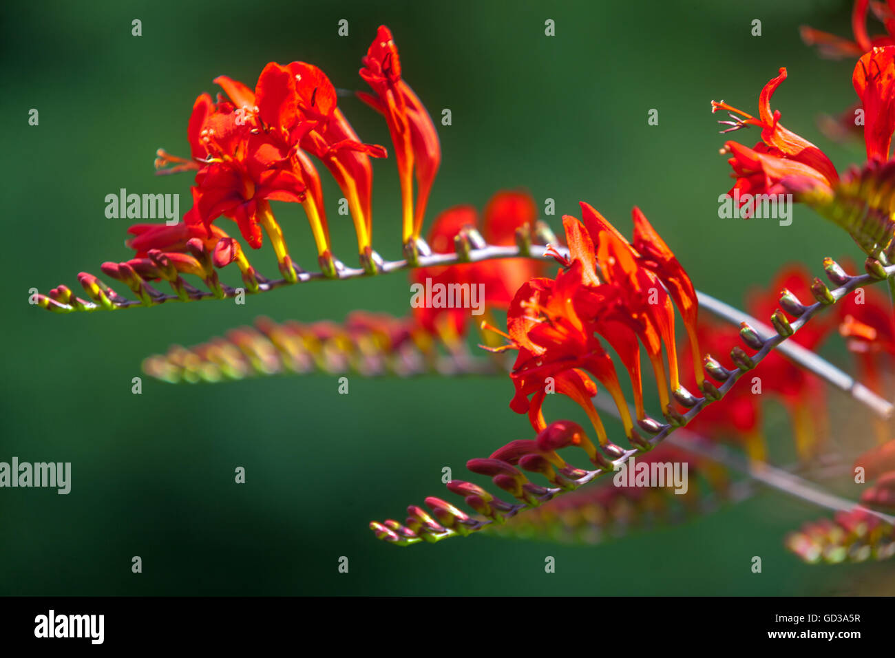 Montbretia Crocosmia Lucifer Banque D'Images