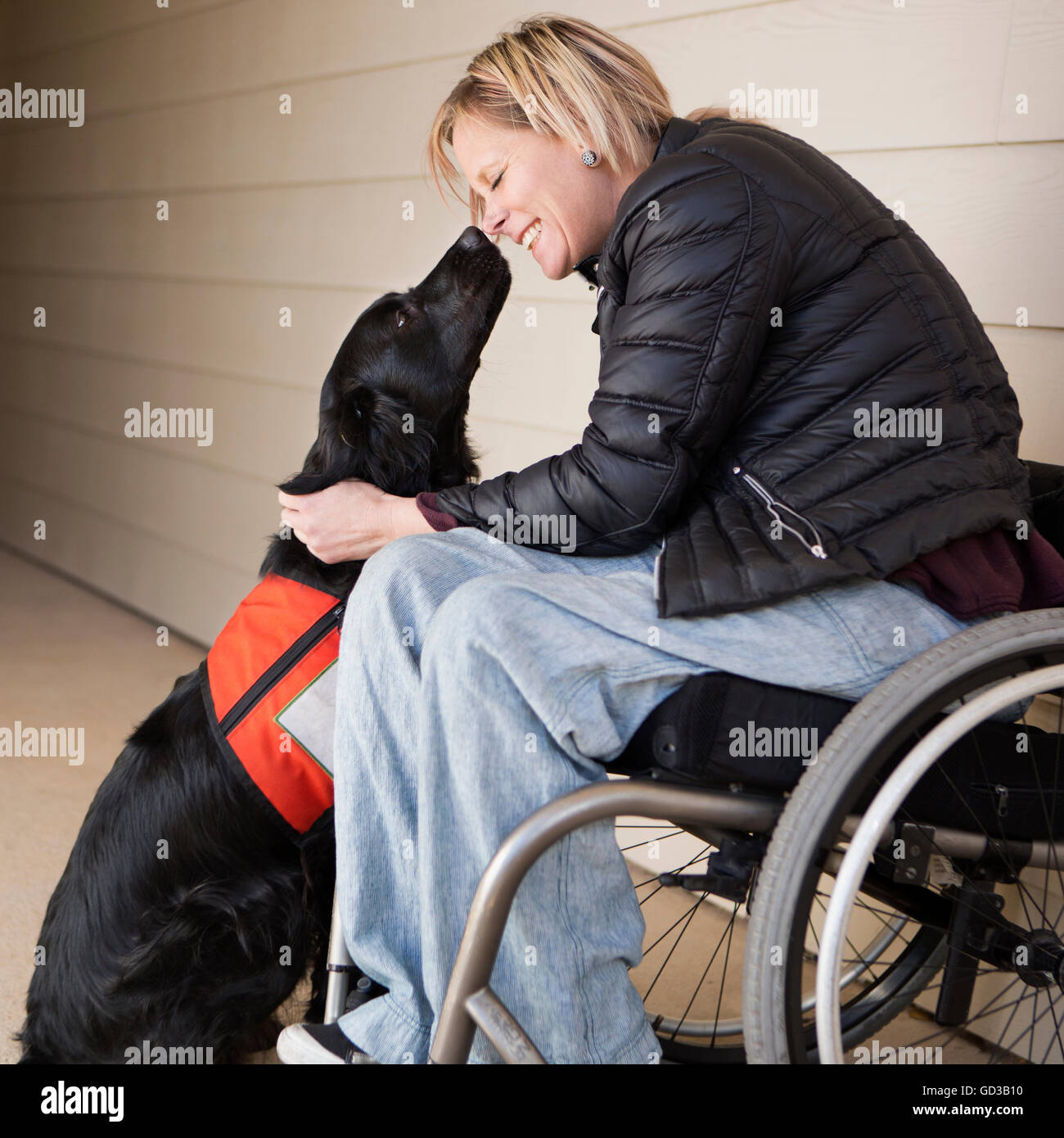 Une femme mature utilisateur de fauteuil roulant avec son chien, un Labrador noir, se penchant vers l'autre. Banque D'Images